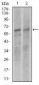 KEAP1 Antibody